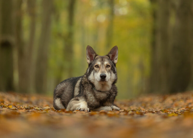 Foto van een hond ligend op de herfstbladeren in het bos door Anna Laming Photography
